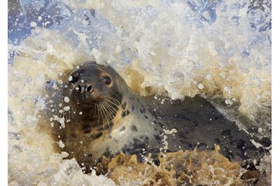 Grey seal frolicking in surf, Lincolnshire, England. 